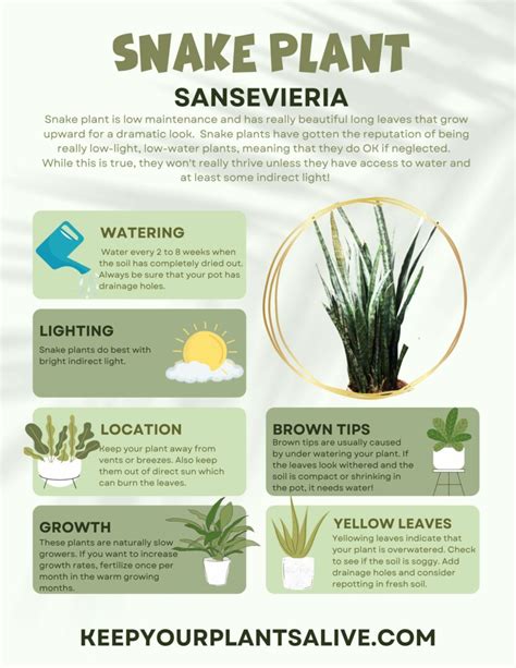 moisture meter for snake plant|snake plant care printable sheet.